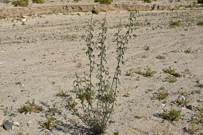 Wand Holdback prefers sandy soil or desert washes. The plant in the photograph was growing near Box Canyon Road, Riverside, Co., California.